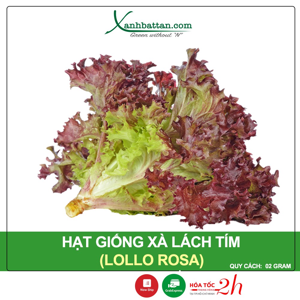 Hạt Giống Xà Lách Tím Lollo Rossa Phú Nông Gói 2 Gram