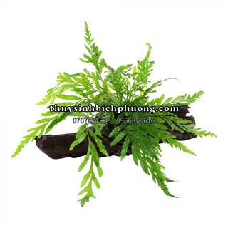 1 CỤM DƯƠNG XỈ CHÂU PHI THỦY SINH FULL LÁ NƯỚC NHƯ HÌNH |  DÁN LŨA ĐÁ CẮM NỀN THỦY SINH SIÊU ĐẸP