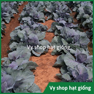 Hạt giống bắp cải tím gói 170 hạt