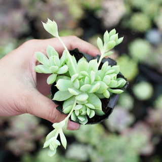 Sen đá dù lá kim-size nhỏ
