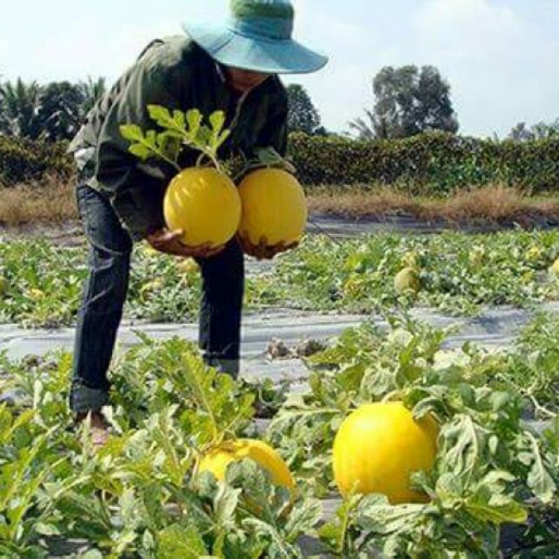 Hạt giống dưa vàng kim cô nương cao sản F1