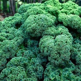 600h Hạt Giống Cải Xoăn Kale Xoăn Lùn Blue