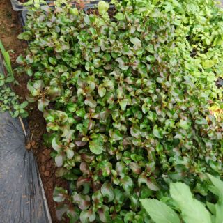 Rau dền Nhật (cải xoong Nhật) - cây giống