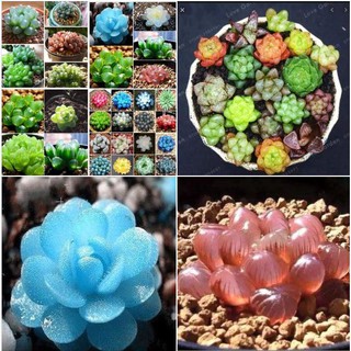 Hạt giống sen đá ngọc gói 200 hạt /gói