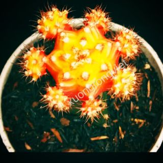 Xương rồng Hồng Ngọc Cam