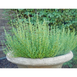 Gói 20 hạt giống cỏ xạ hương thyme