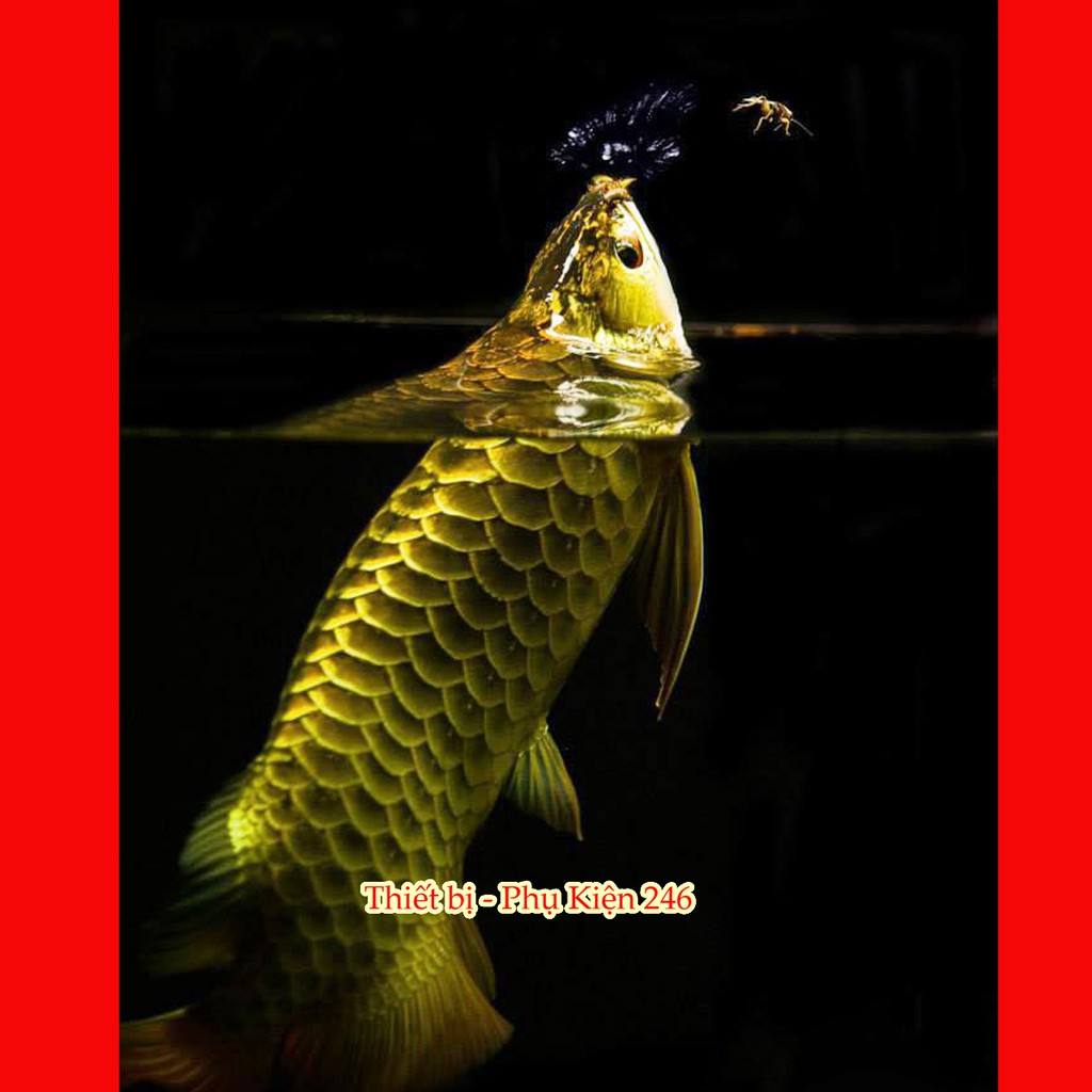 Chai số 0 : Special Arowana O' Anchor Worm & Fish Lice(như trùng mỏ neo, rận…) thuốc chữa bệnh cho cá rồng