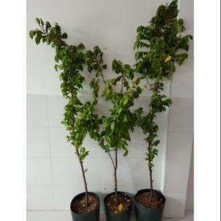 Khế ngọt.... thái ...cao 2m hơn