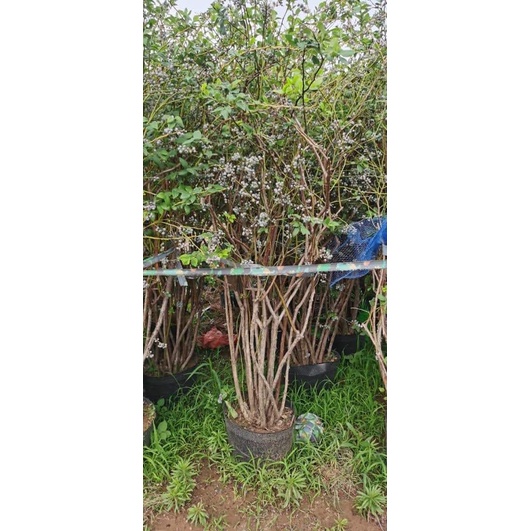 Cây việt quất tứ quý cổ thụ đang hoa trái cao 1.5-1.8m - ship toàn quốc