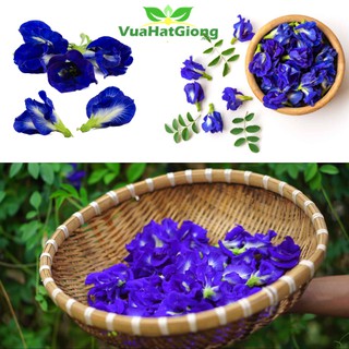 Hạt Giống Đậu Biếc Cánh Kép, Dễ Trồng