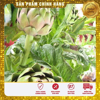 Hạt giống Atiso xanh F1 LUCKY SEEDS (4 hạt)