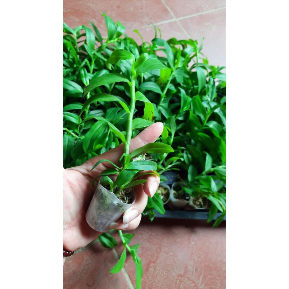 hoa phong lan 5 cánh trắng cấy mô | BigBuy360 - bigbuy360.vn