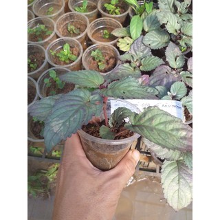 Cây Dr Thanh thanh nhiệt giải độc, mát gan, lợi tiểu, đẹp da