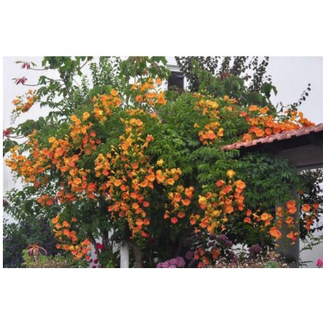Cây đăng tiêu leo giàn chống nắng - Cây leo có hoa chùm - Campsis grandiflora -UtNho