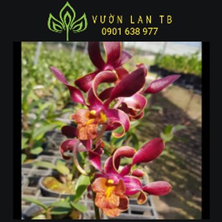 Denro hoán long cây to sắp hoa