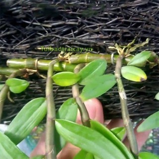 Bảng dớn trồng lan kích thước 60x20x4cm - GT20