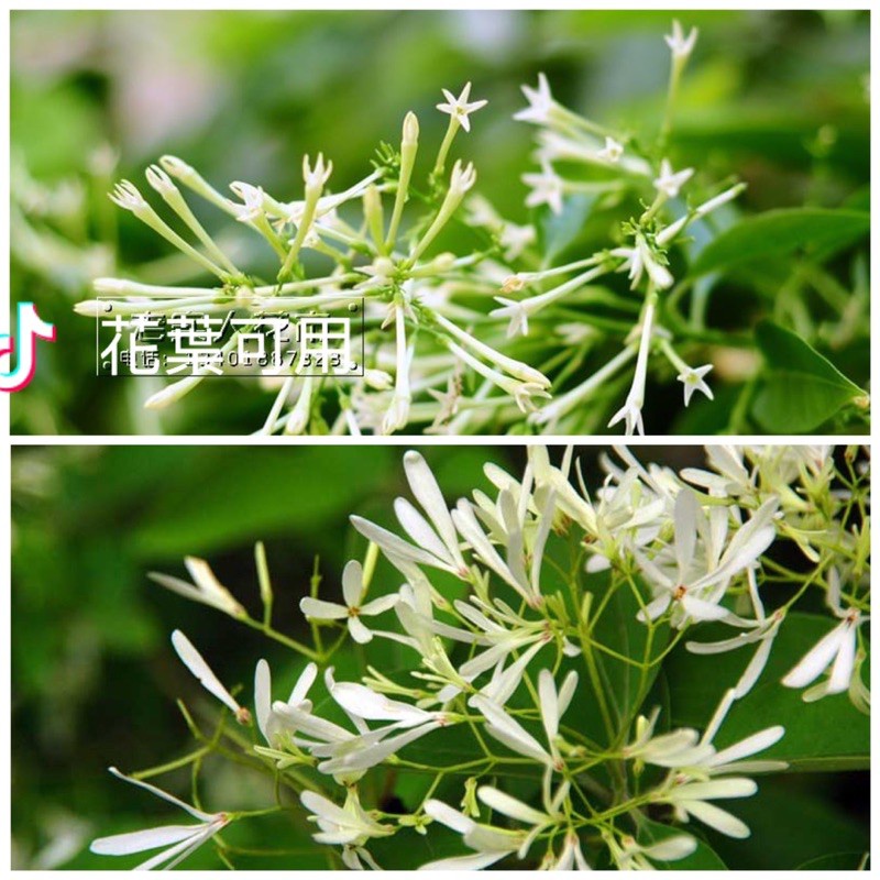 Hạt Giống Hương Lài Đêm 30h