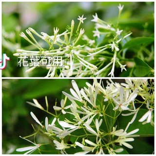 Hạt giống hương lài đêm 30h
