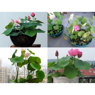 ComBo 10 HẠT HOA SEN NHẬ MINI MIX 7 màu