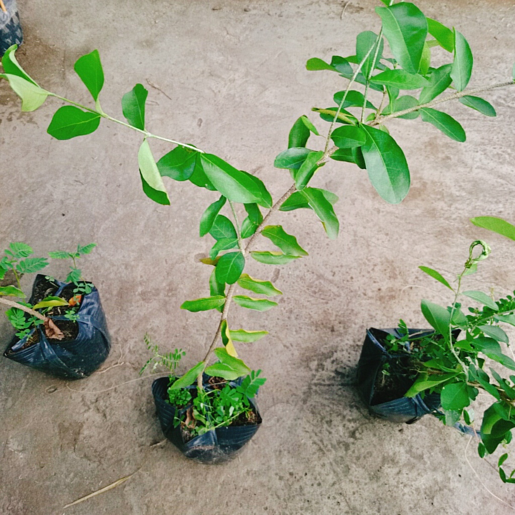 Cây sơ ri Thái ngọt , siêu trái - cây ăn quả - caykiengsadec