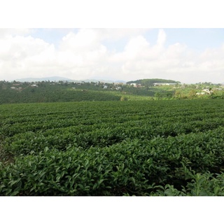 Trà Oolong 250g Di Linh Lâm Đồng