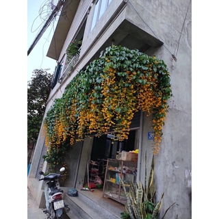 CÂY LAN HOÀNG DƯƠNG LEO GIÀN