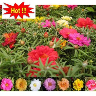 Giống hoa Mười giờ mix (100 hạt nhiều màu)