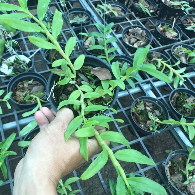 CHẬU NHỰA TRỒNG LAN 16CM