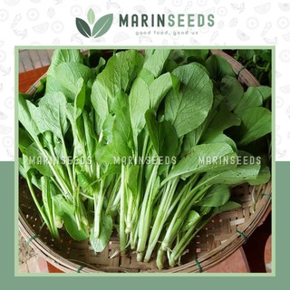 Hạt giống cải ngọt, hạt giống rau ăn lá