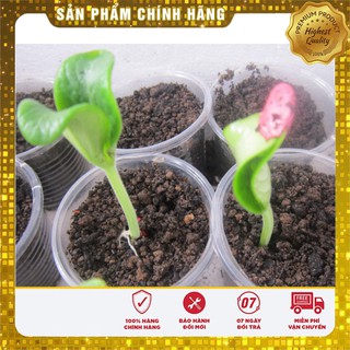 Hạt Giống Bí Ngòi Xanh ( 10 Hạt )
