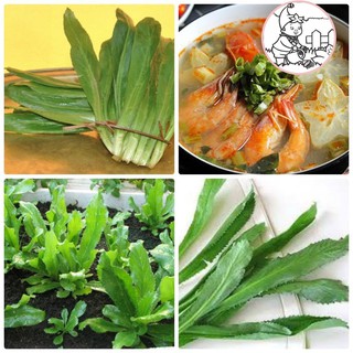 HẠT RAU NGÒ GAI - GÓI 3 GRAM