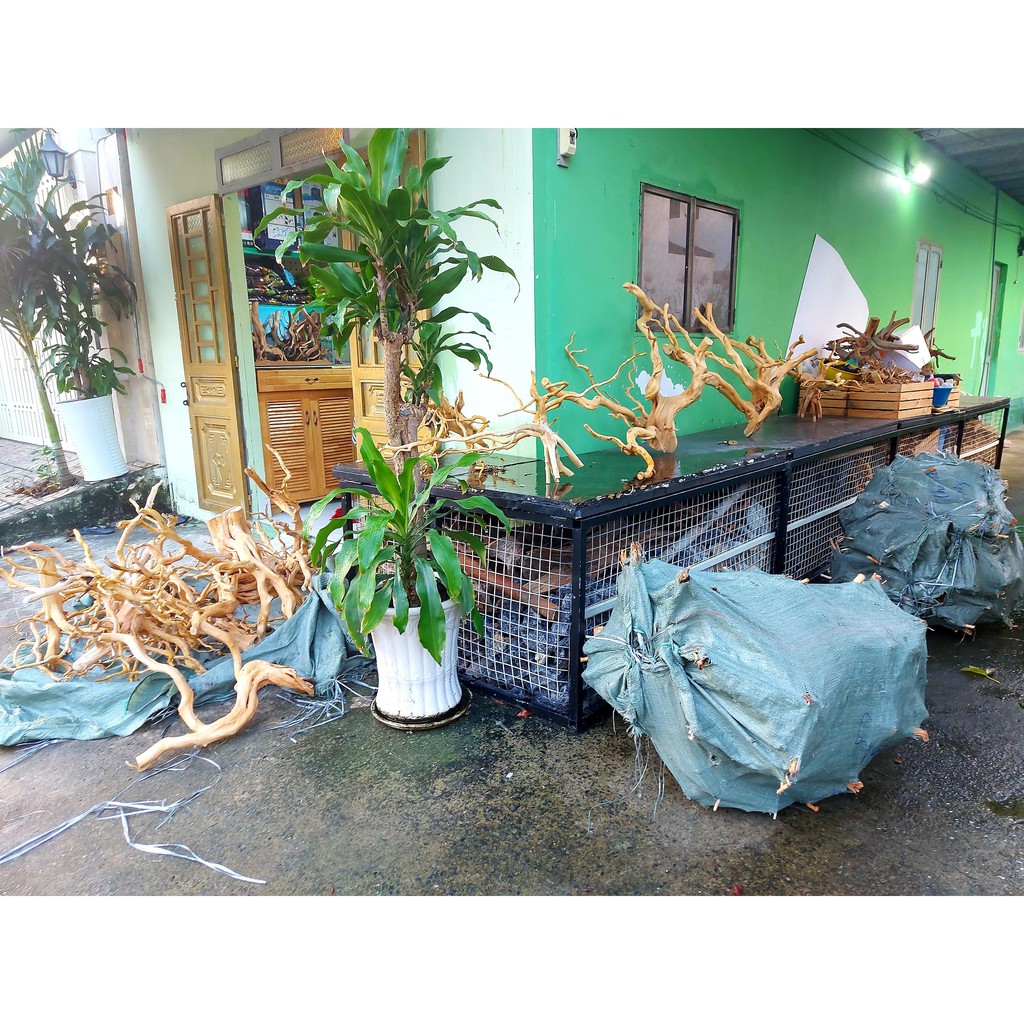 LŨA NHÁNH ĐỖ QUYÊN TRANG TRÍ HỒ CÁ THUỶ SINH