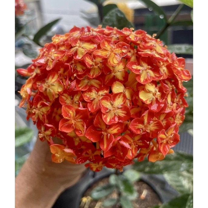 Chậu Cây Giống Trang Phụng Hoàng Cam Trưởng Thành Đã Có Hoa + tặng kèm túi phân bón hữu cơ tan chậm.