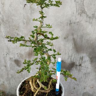 Cây Cần Thăng Bonsai mini, (cây giao ngẫu nhiên, dáng đứng)