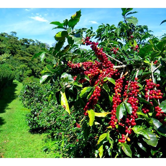 500Gr Cà Phê Rang Mộc Nguyên Chất  Arabica Cầu Đất THP