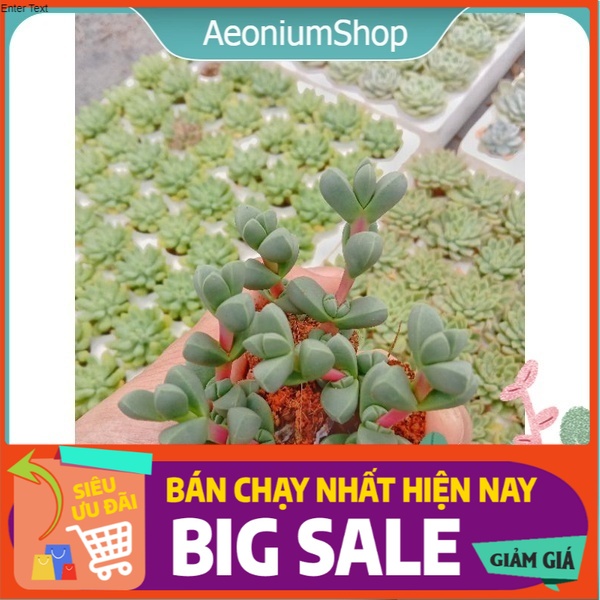 [ Ở ĐÂY CÓ 1 CHIẾC SEN ĐẸP ] SEN ĐÁ TIM ❣️ ( Echeveria Corpuscularia Lehmannii ) SIZE MINI DETHUONG SIEU CAP VIP PRO ✨