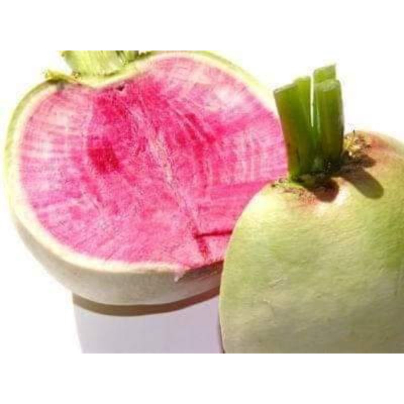 gói 100 hạt củ cải trắng ruột đỏ