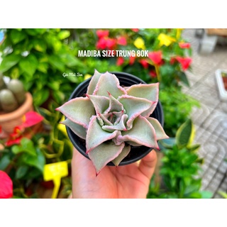 Sen đá madiba size trung khỏe đẹp - gms
