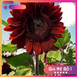 50 H- Hạt giống hướng dương nhung đỏ F1 (red velvet sunflower) - HGNK