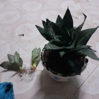 Lưỡi hổ xanh(lưỡi mèo)
