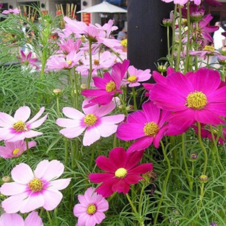 Hạt giống hoa sao nhái bông to (300 hạt, tặng phân)