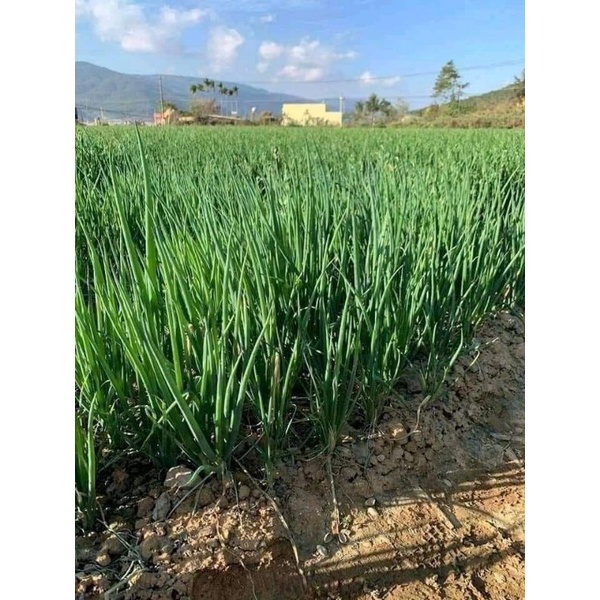 Hạt giống hành Hàn Quốc