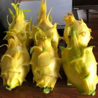 Cây giống thanh long ruột vàng ra quả sau 10 tháng trồng