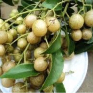 CÂY GIỐNG MẮC MẬT (ảnh thật hình cuối)