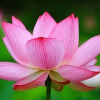 Nước Thảo Mộc Hoa Sen ( Lotus Hydrosol )