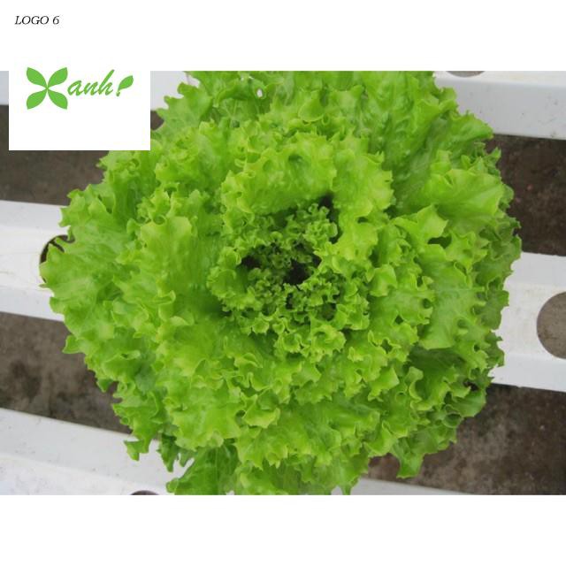 Hạt Giống Xà Lách Xoăn Xanh F1