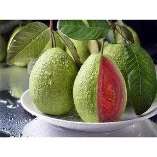 [Cây giống] Ổi Ruby ruột đỏ không hạt Đài Loan - Rau&Hoa Shop