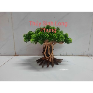 Lũa Bonsai Nấm Tùng hồ cá ( nhiều size )