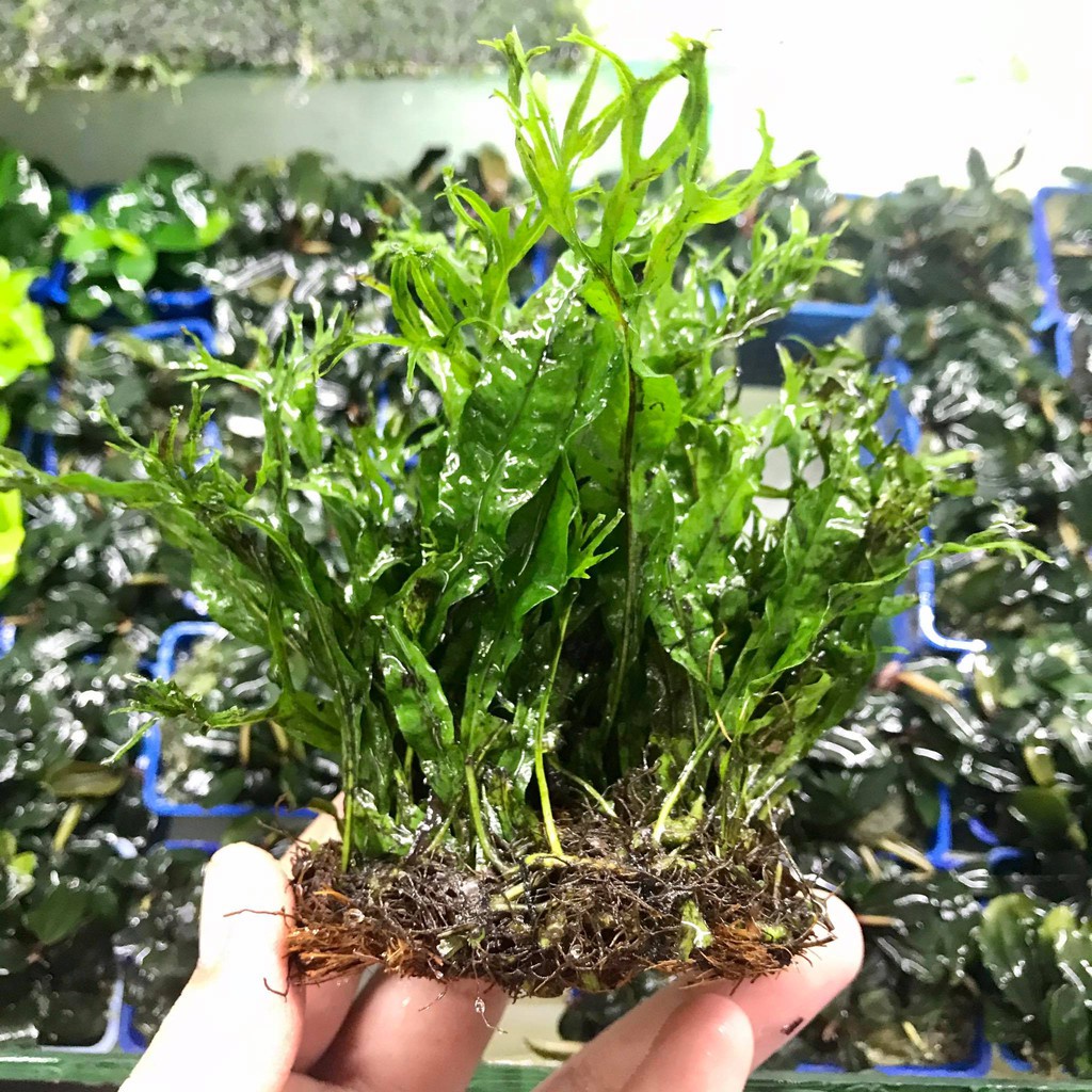 Cây thủy sinh Dương xỉ sừng hươu