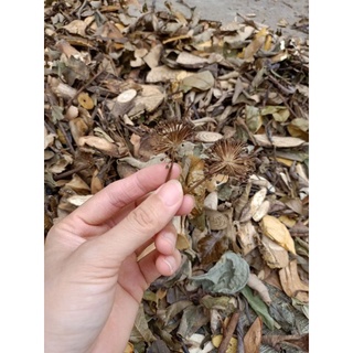 LÁ TẮM DAO ĐỎ SAPA ( gói 1kg)